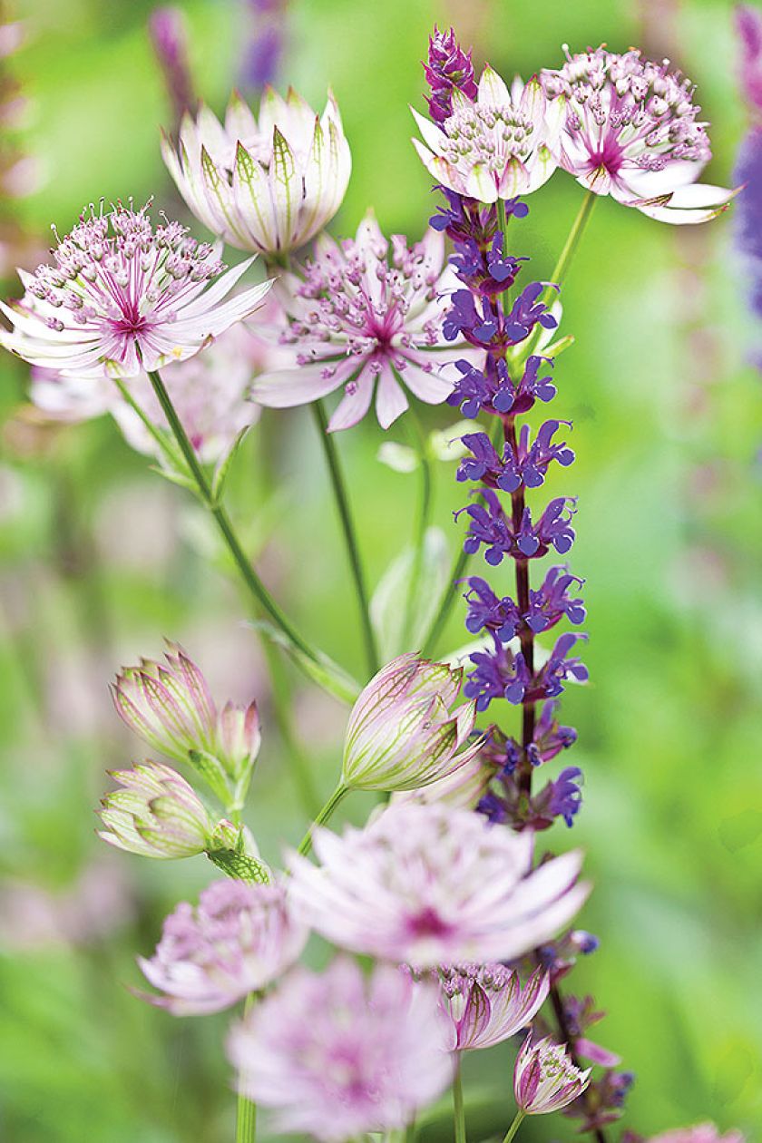 W całym ogrodzie znajdziemy zaś ponad sześćdziesiąt powojników ’Viticella .