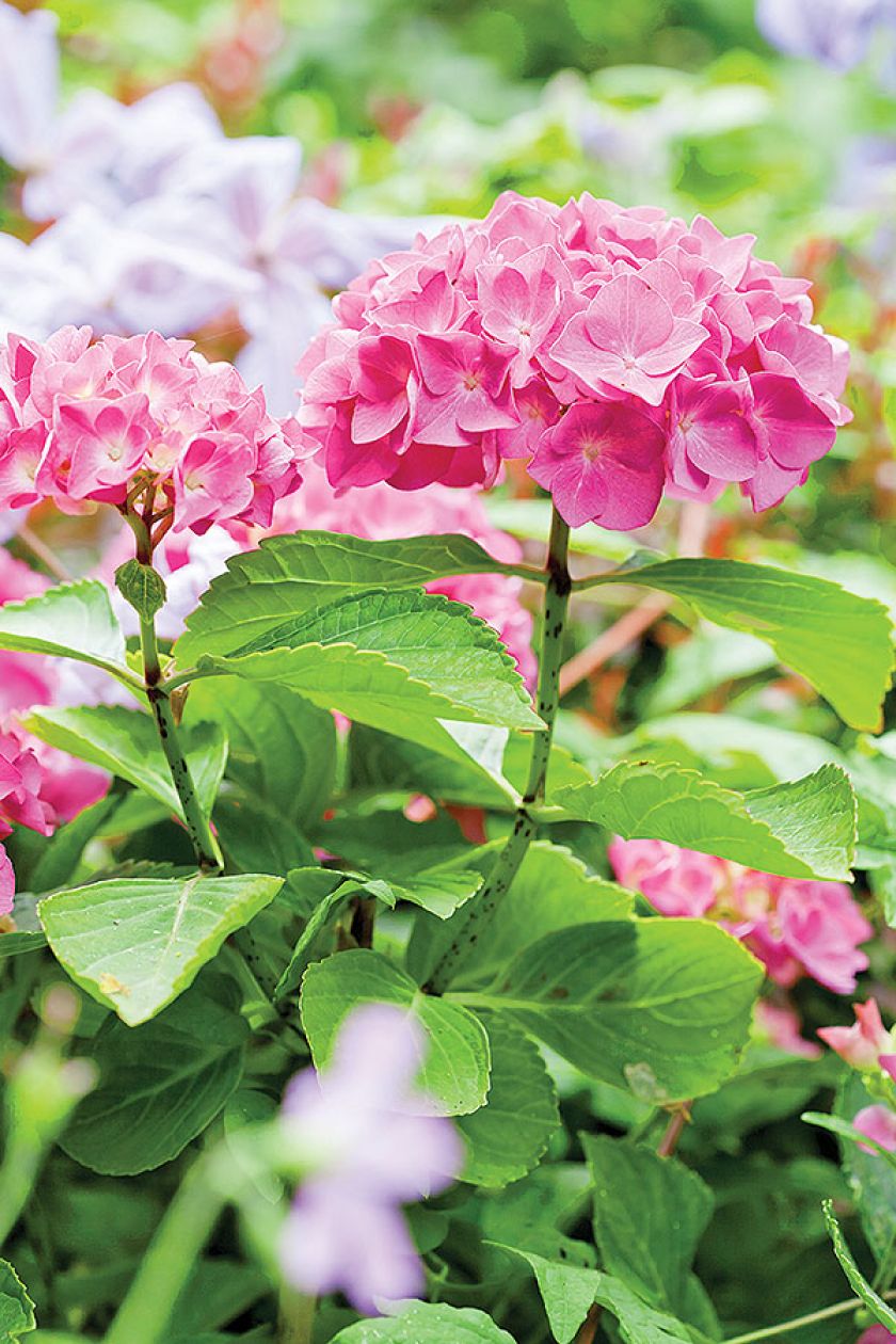 W ogrodzie jest mnóstwo odmian różnych kwiatów, m.in. hortensji.