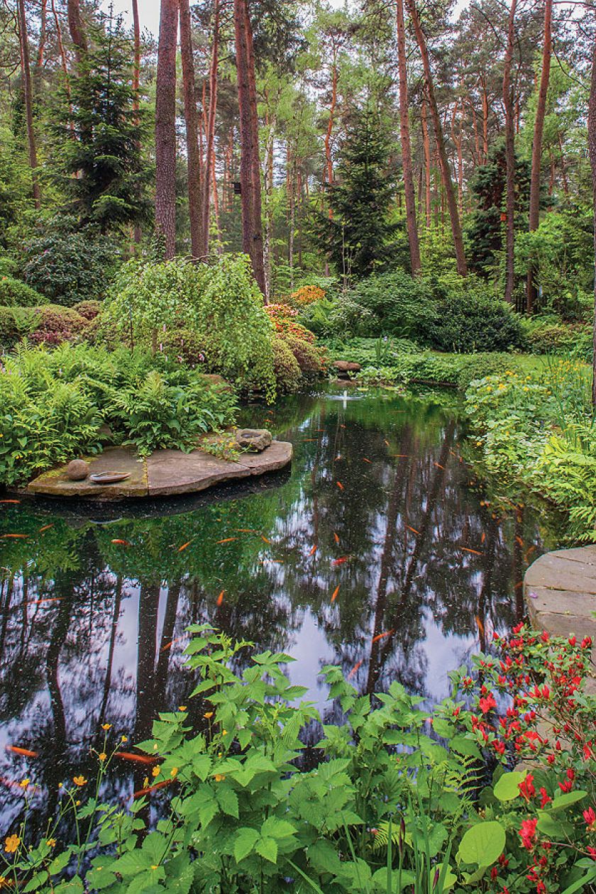 W ogrodzie-lesie rosną poziomki, mięta, kilkanaście odmian paproci, funkie, łopiany, katalpa.