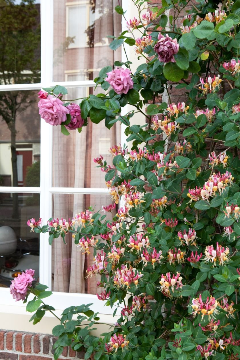 wiciokrzew w ogrodzie