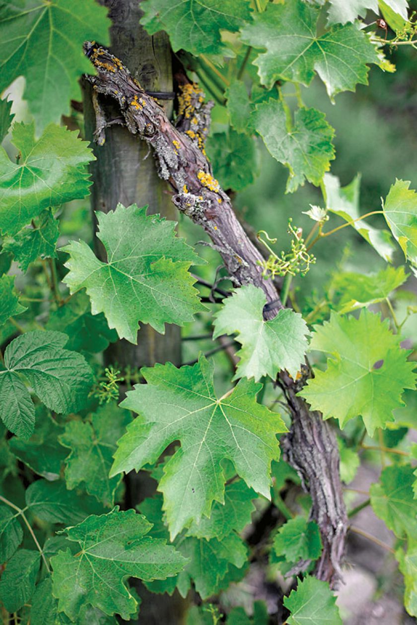 Winorośl właściwa. Czas na pnącza