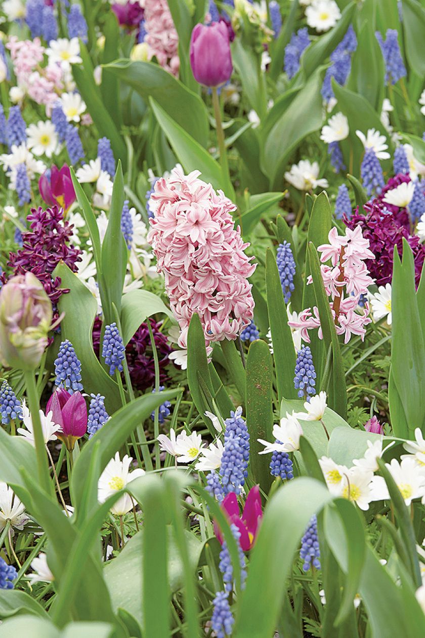 Pierwsze wiosenne kwiaty – kiedy je sadzić w ogrodzie?