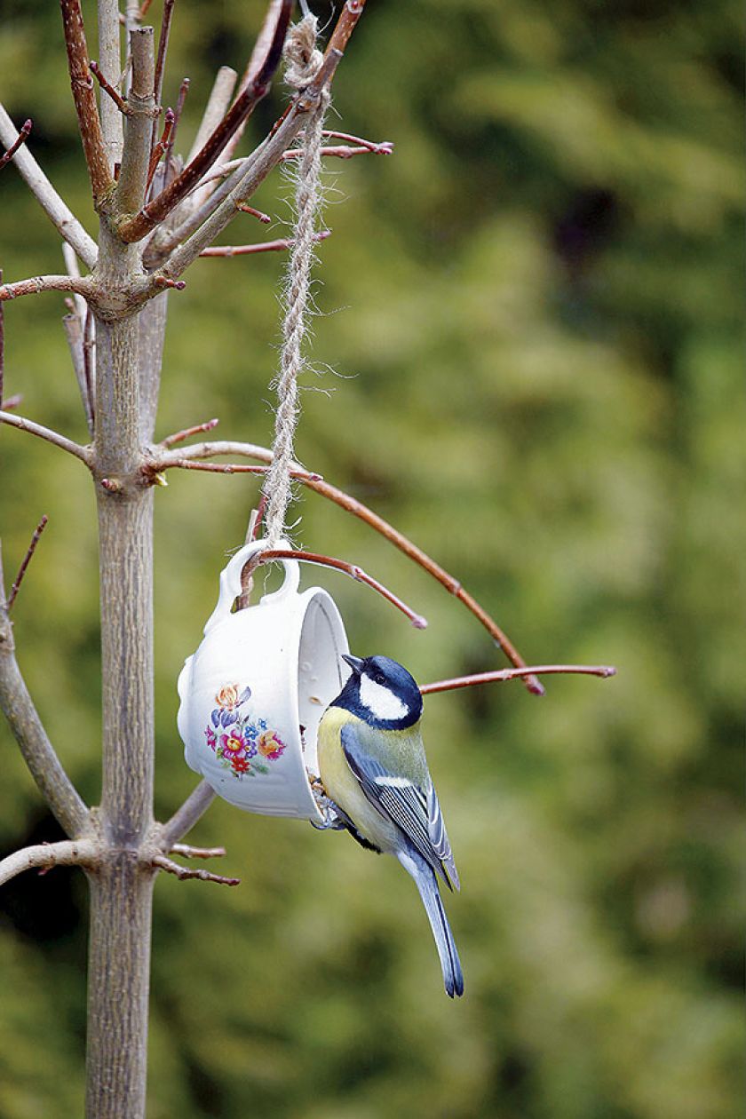Z filiżanki zrobisz karmnik w sam raz dla sikorki.