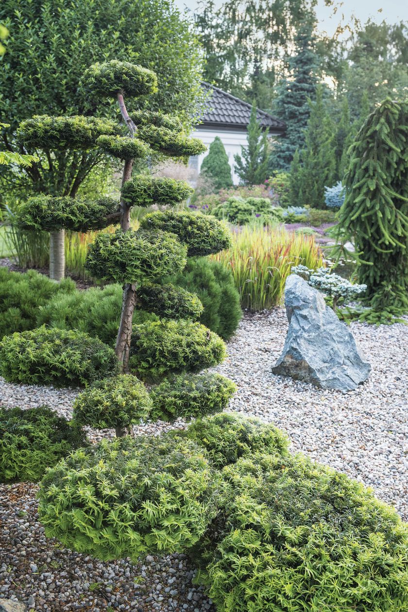 Zakątek w stylu japońskim: bonsai z cisa, kamień z serpentynitu, tsugi i świerk Inversa .