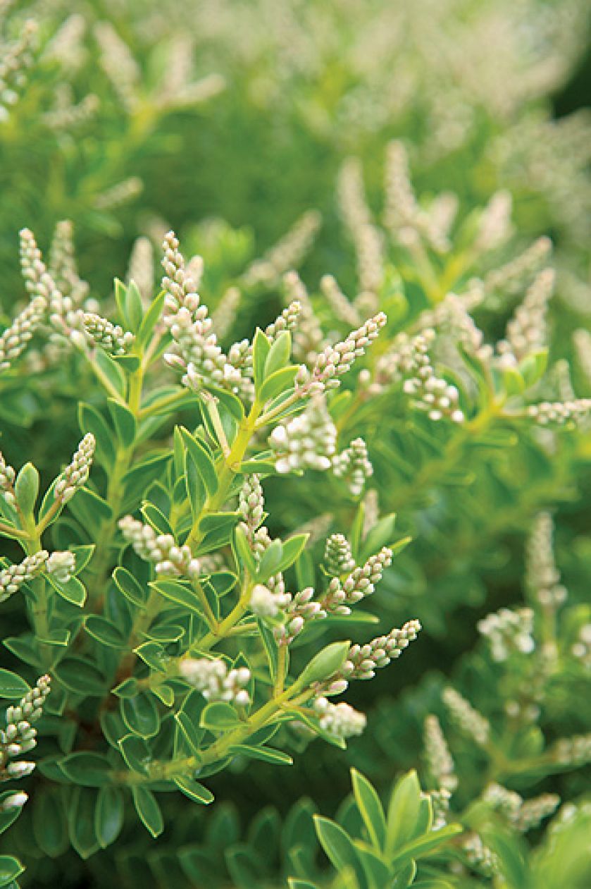 Krzew hebe. Hebe, hebe uprawa, krzew hebe, krzewy do ogrodu, krzewy ogrodowe, rośliny ogrodowe,