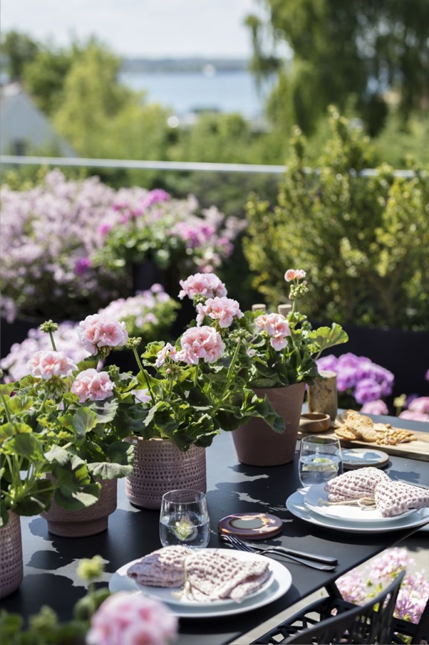 dekoracje na stół z kwiatów pelargonii
