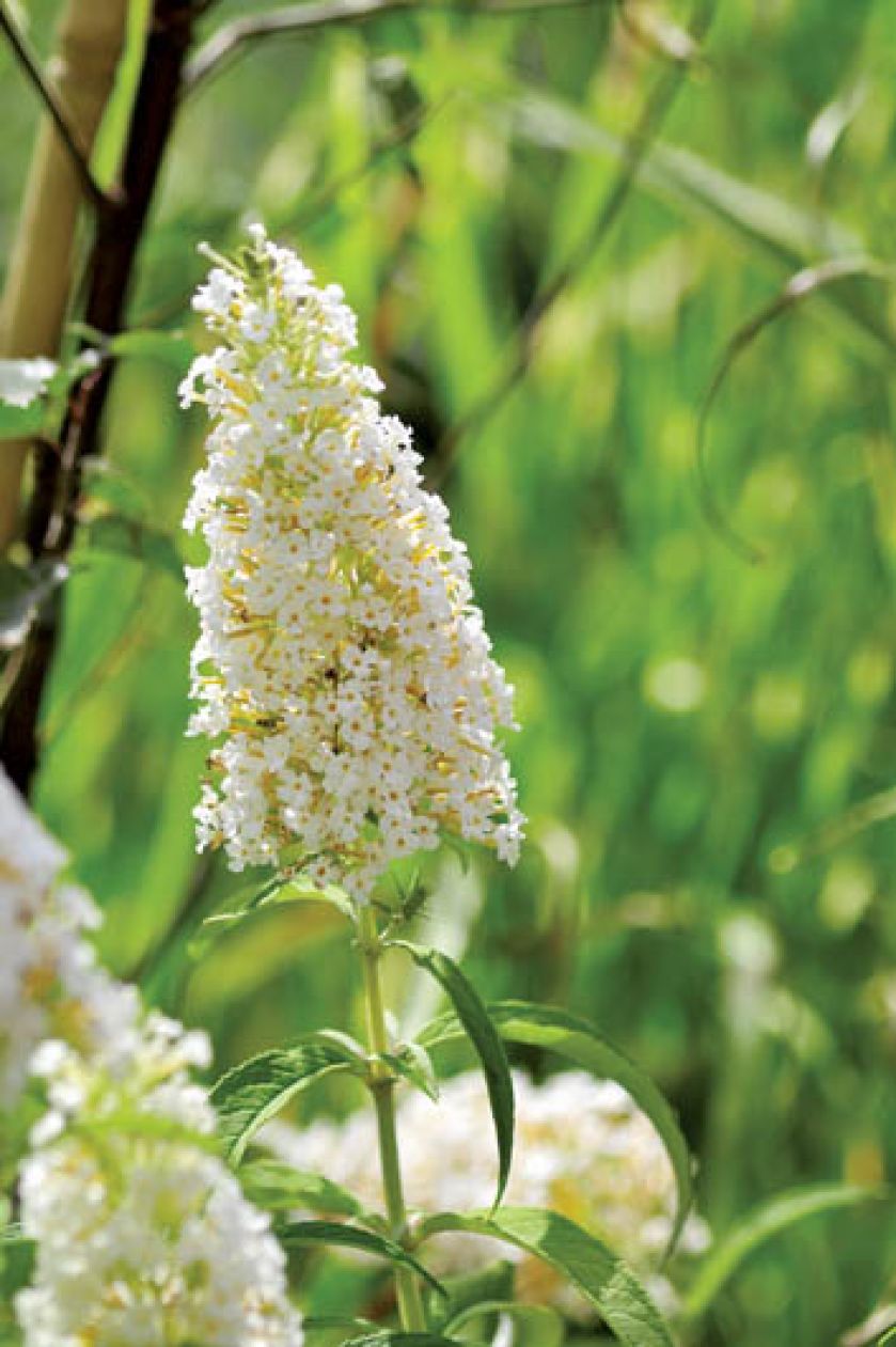 Budleja kwitnąca na biało