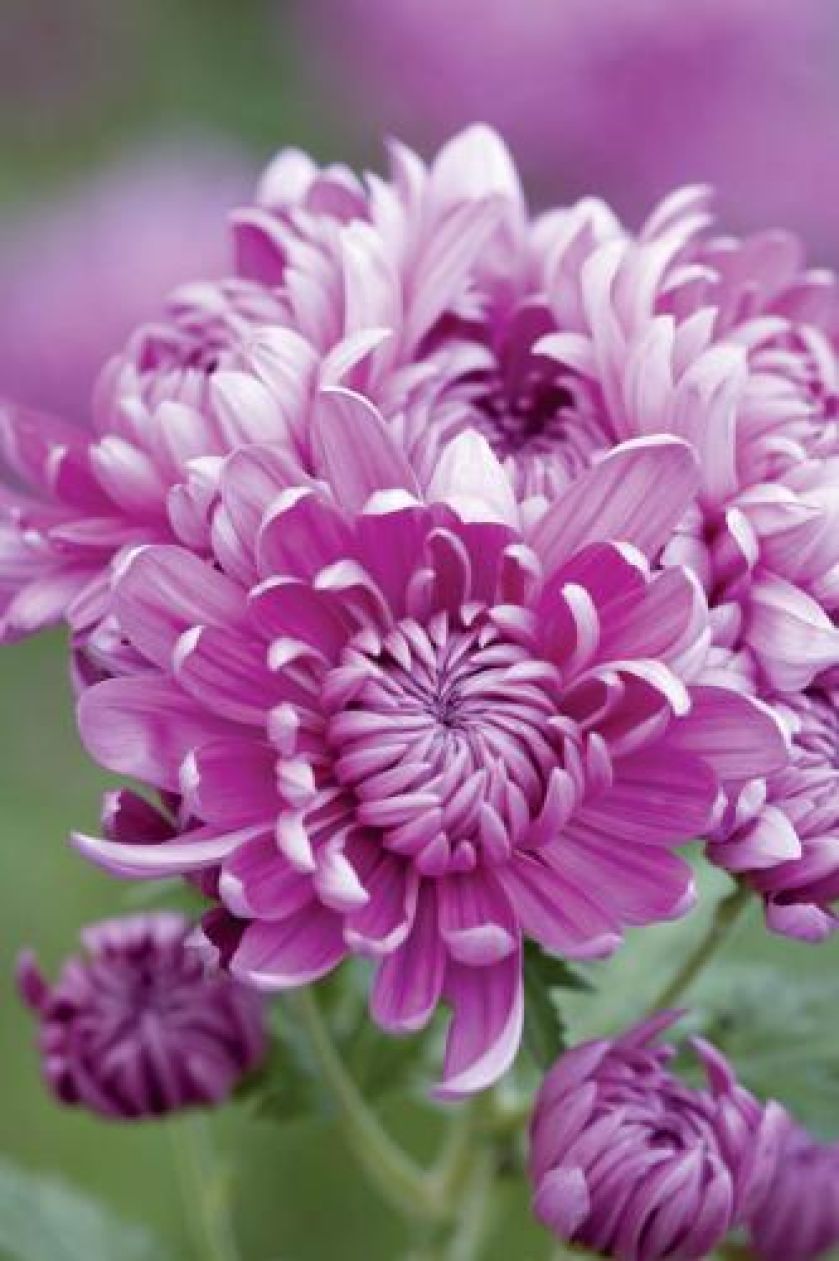 Złocień szklarniowy Bagley Rose. Chryzantema - kwiat cesarzy