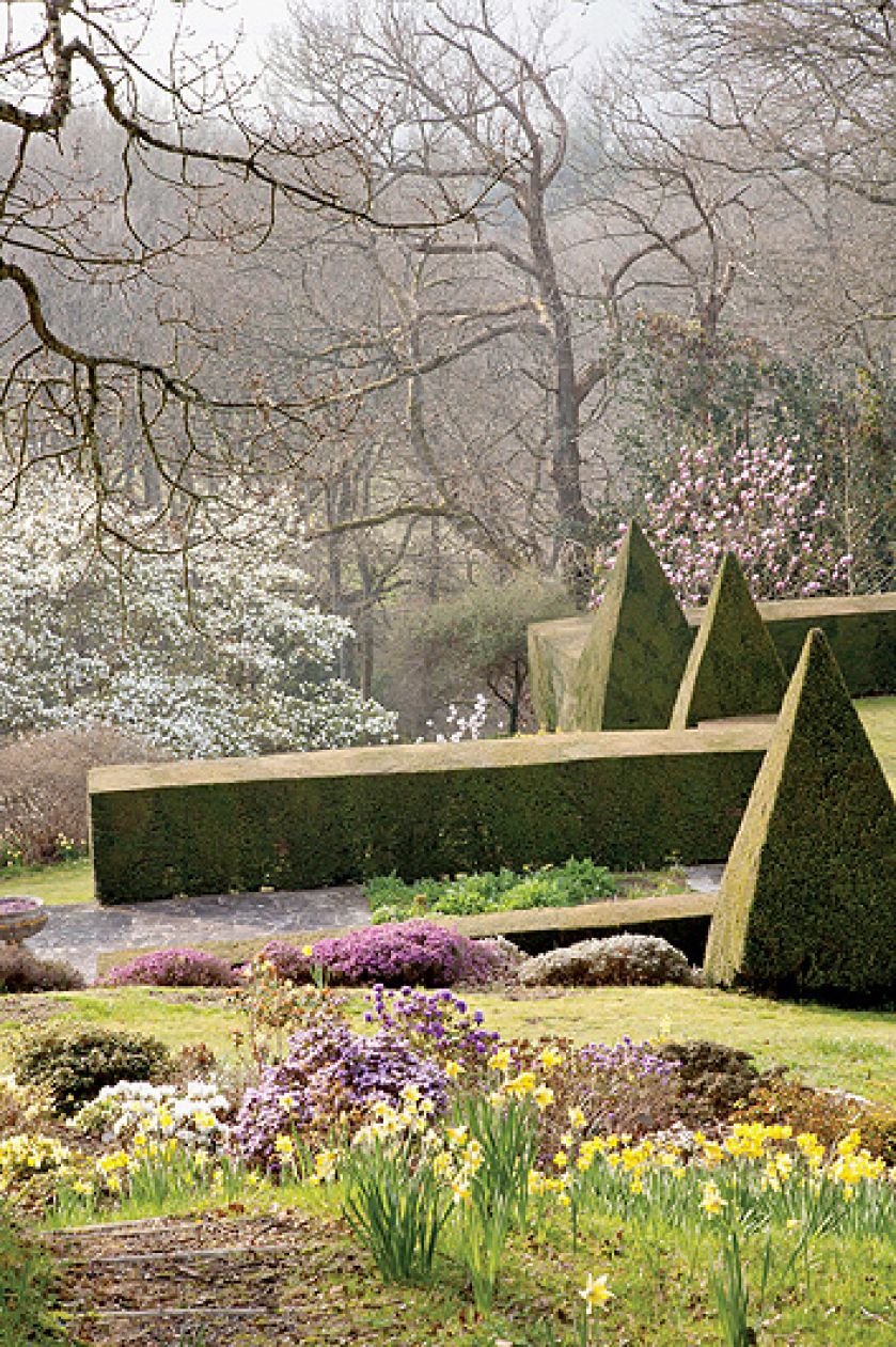 Cisowy żywopłot wyznacza granicę między dwoma poziomami ogrodu. Wokół kwitną wrzosy i żonkile.