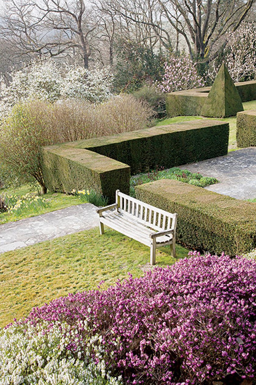 Cisowy żywopłot wyznacza granicę między dwoma poziomami ogrodu. Wokół kwitną wrzosy i żonkile.