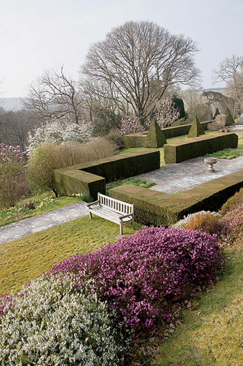 Cisowy żywopłot wyznacza granicę między dwoma poziomami ogrodu. Wokół kwitną wrzosy i żonkile.