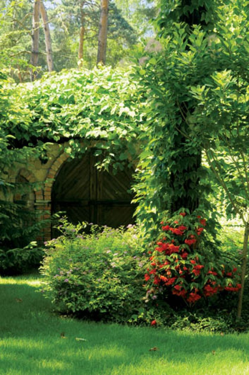 Dach ziemianki okrywa gęsty bluszcz. Ogród z leśną ziemianką