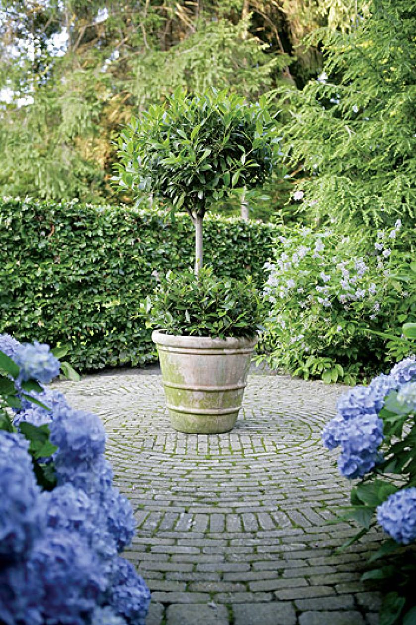 Dekoracyjna roslina w donicy. Ogród w lesie