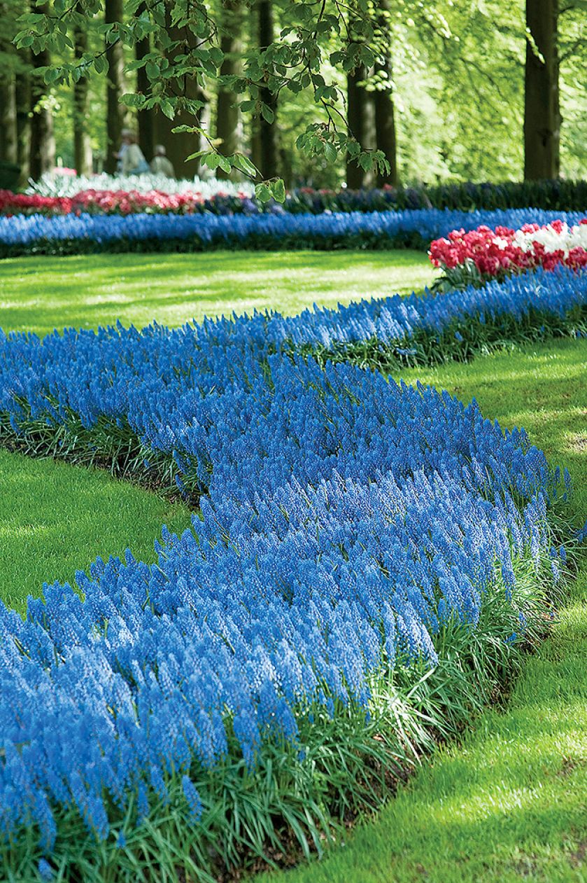 Dywan z szafirków. Szafirek