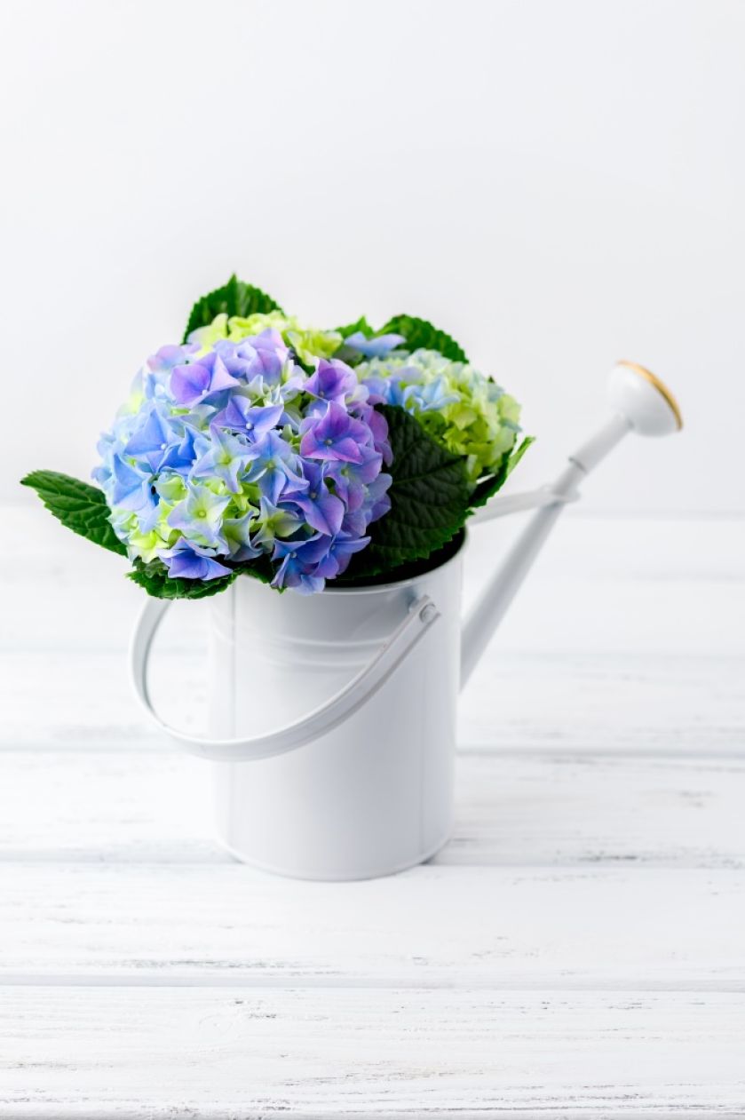 pomysły na dekoracje z hortensji