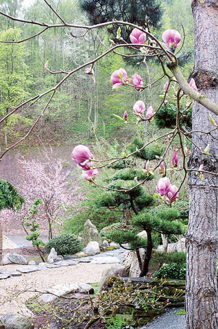 Japoński ogród niedaleko Kudowy-Zdrój. Najpiękniejsze drzewka bonsai w Polsce.