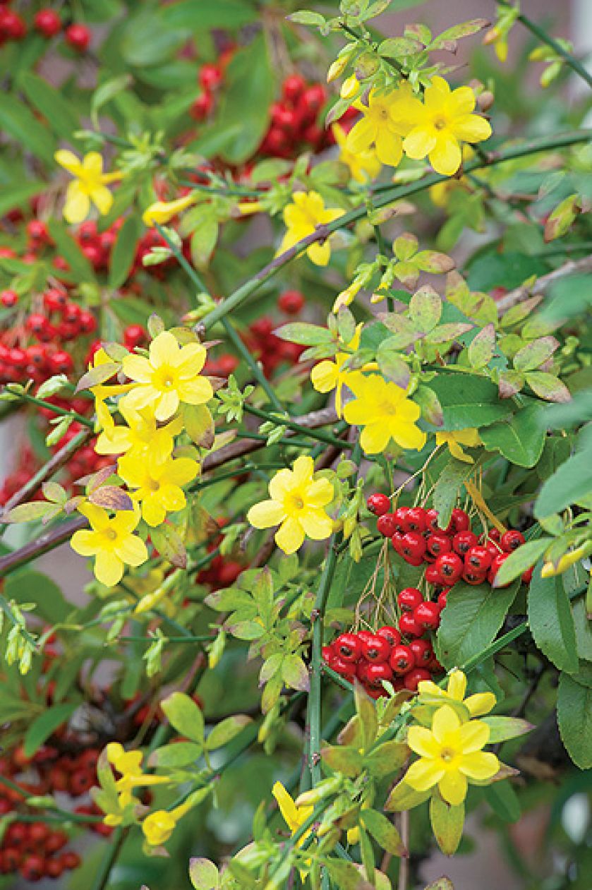 Jaśmin kwitnie zimą