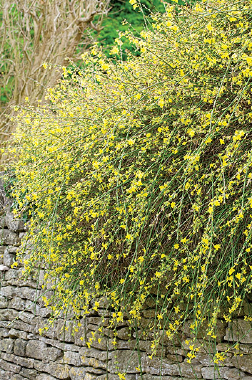 Jaśmin kwitnie zimą