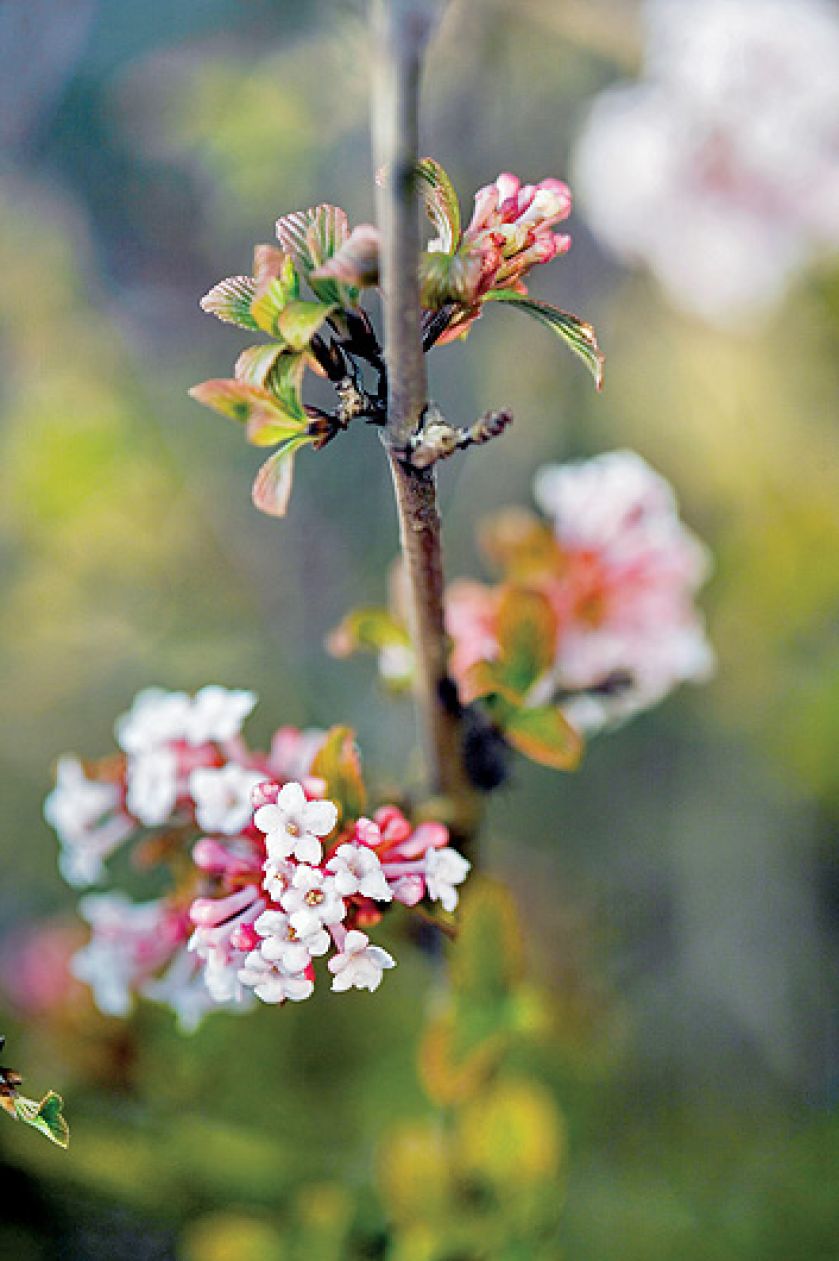 Kalina wonna kwitnie pierwsza