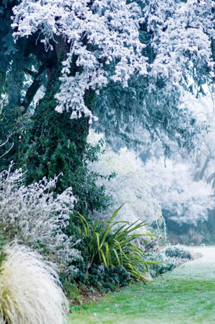 Kilometry zmrożonych żywopłotów poskręcanych jak włoskie lody, przyciętych w stożki i kule.