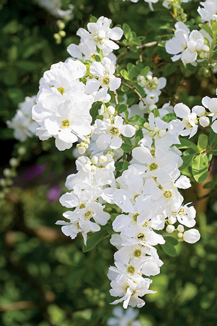 Kompozycje tulipany wśród bukszpanów. Ogród pełen nastrojowych zakątków.