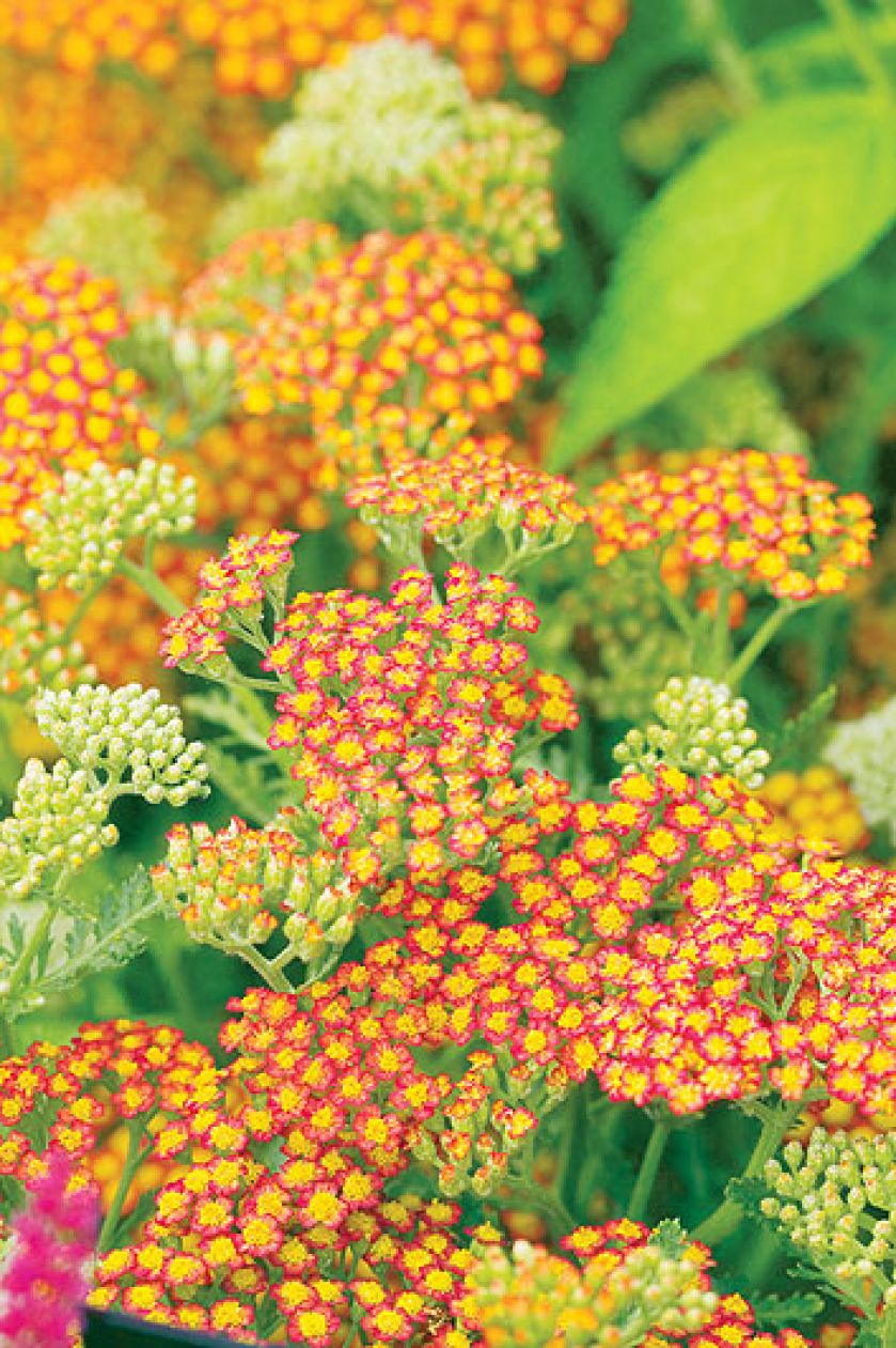 Krwawnik ‘Feuerland’. Krwawnik