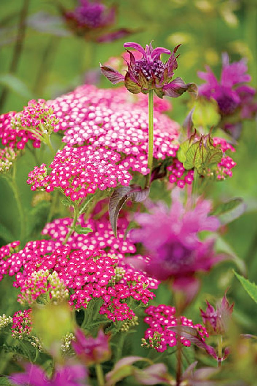 Krwawnik ’Summer Wine’. Krwawnik