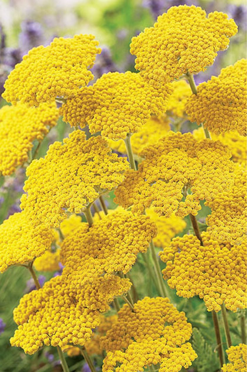 Krwawnik tarczowaty. Krwawnik