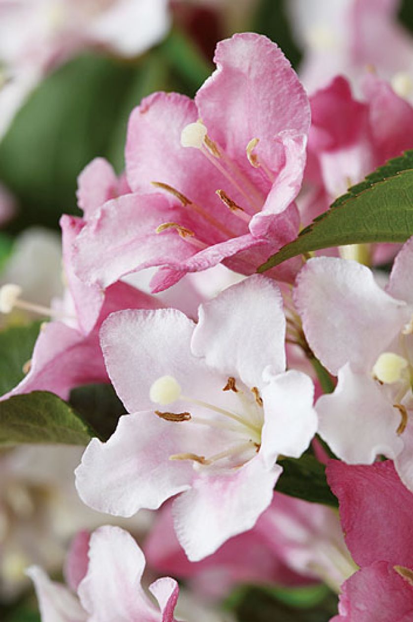 Krzewuszka - na co zwracać uwagę przy uprawie, jak przycinać krzewuszkę i jakie odmiany wybierać?