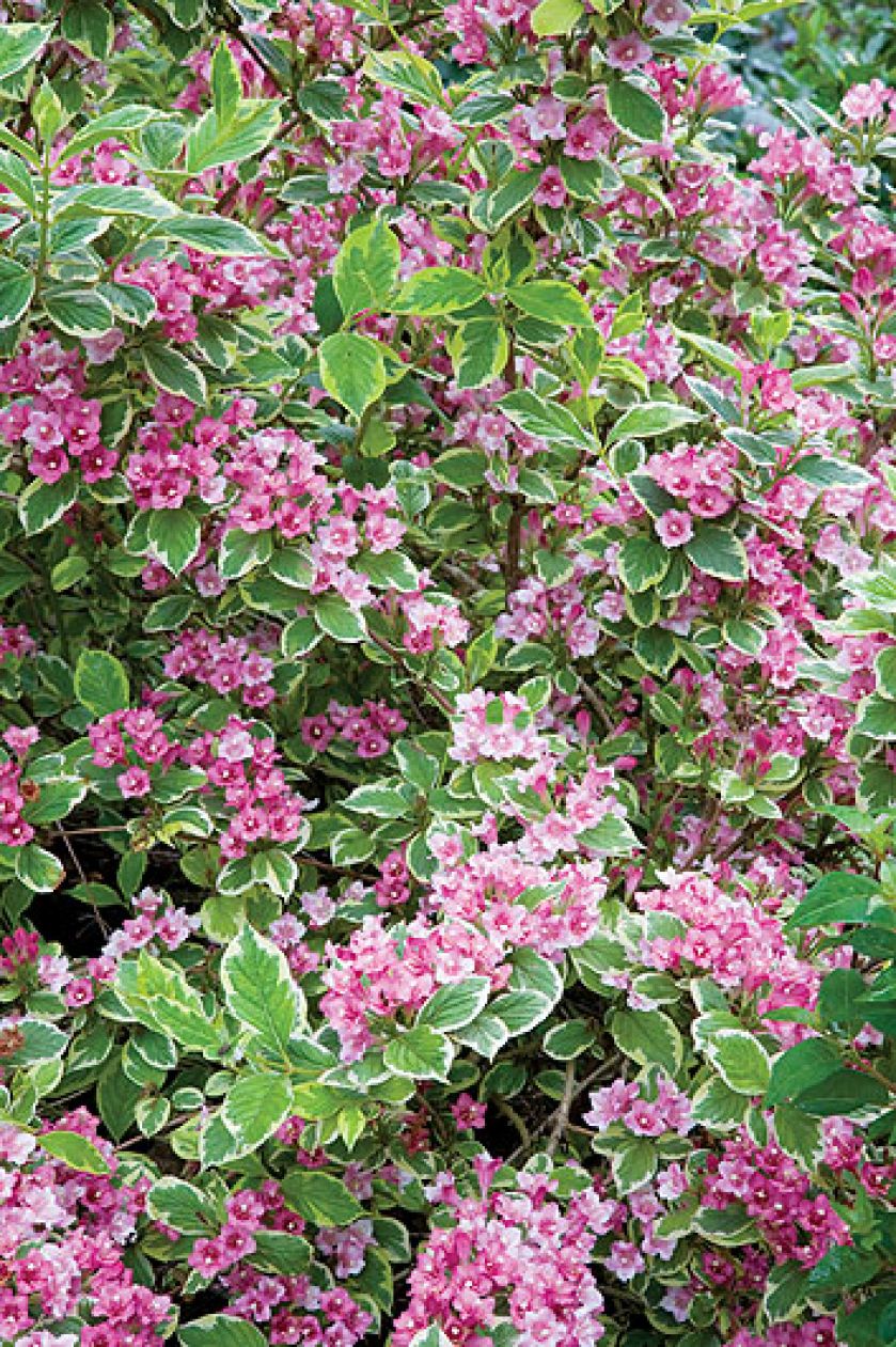 Krzewuszka - na co zwracać uwagę przy uprawie, jak przycinać krzewuszkę i jakie odmiany wybierać?