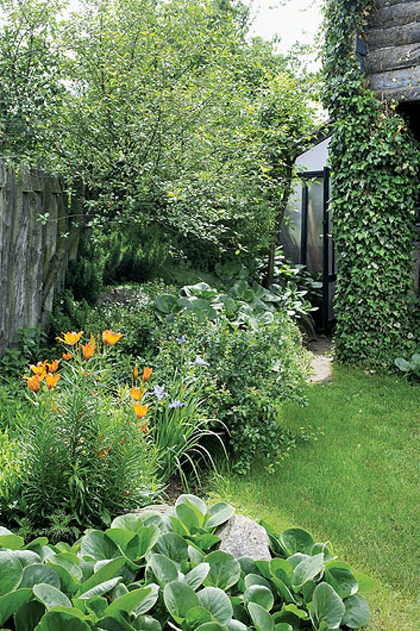 Kwiaty kwitną od wiosny do późnej jesieni.