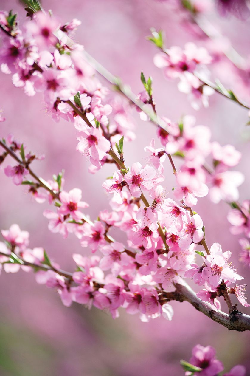 ŚLIWA WIŚNIOWA (PRUNUS CERASIFERA). Kwitnące drzewa – które warto posadzić w ogrodzie?