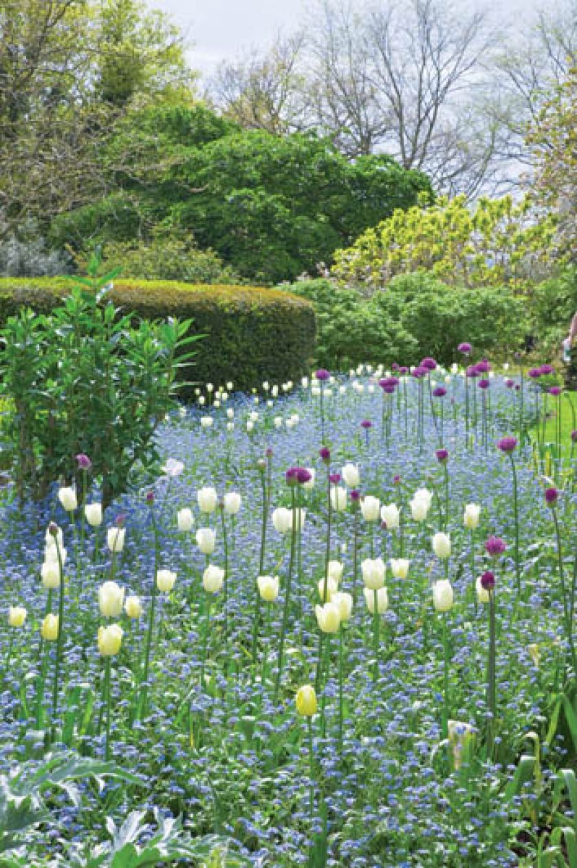 Między niezapominajkami wyrastają tulipany.