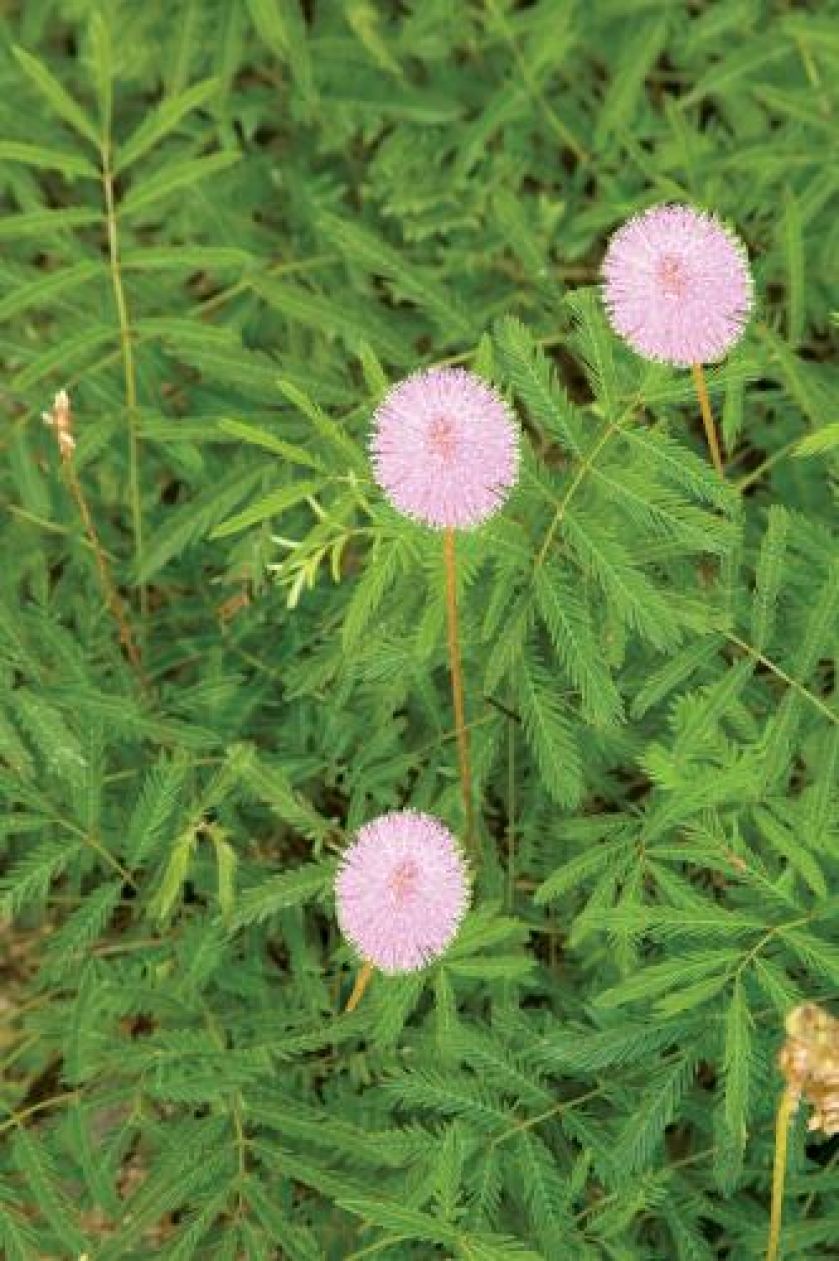 Mimoza wstydliwa. Mimoza - wrażliwa aktorka