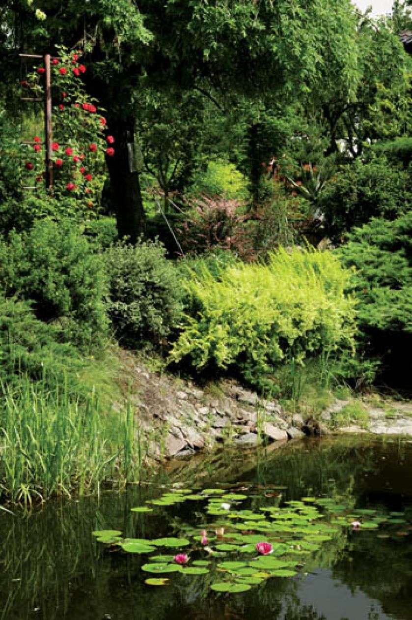 Na wodzie oczy cieszą okazałe lilie wodne.