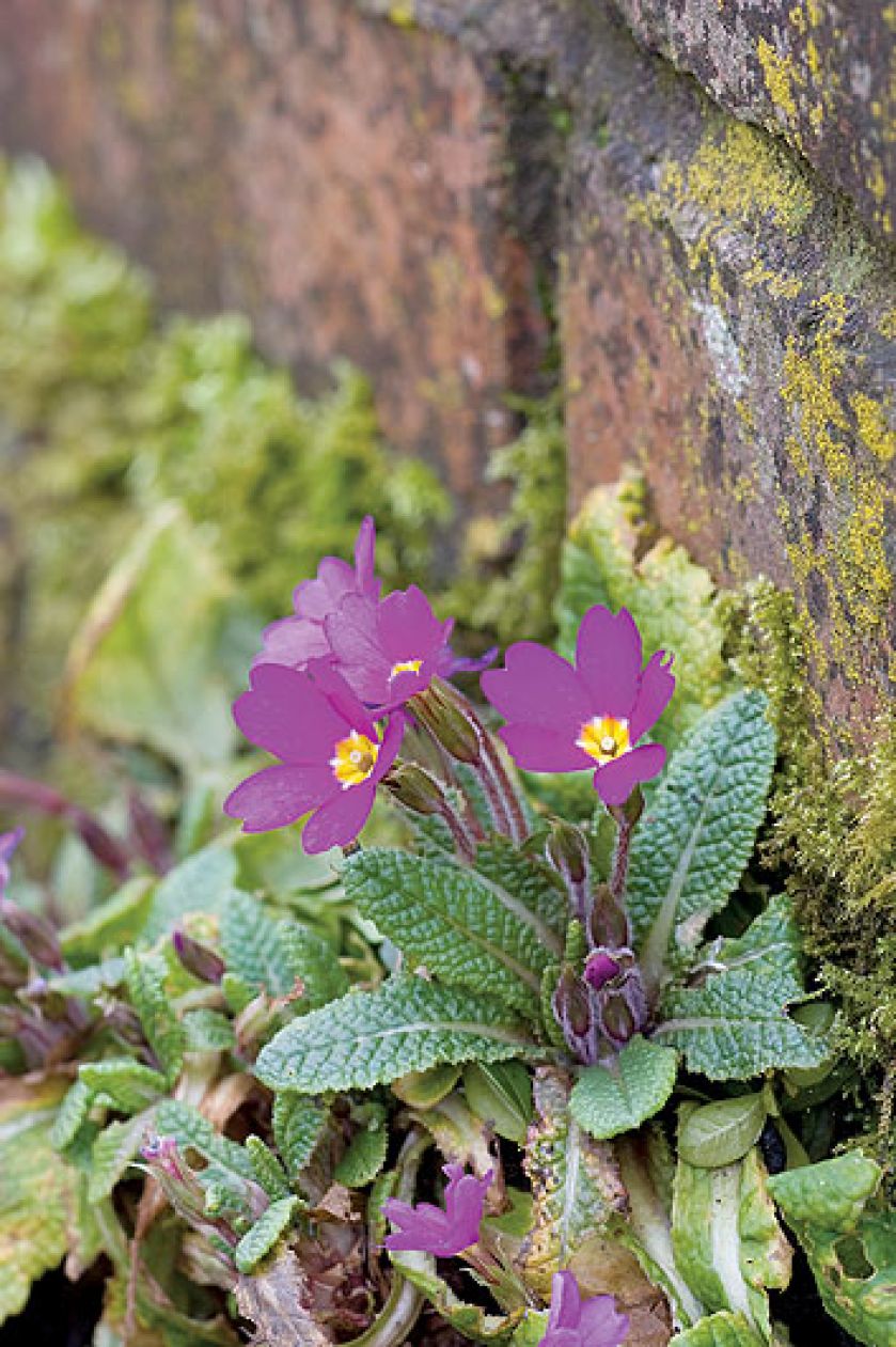 Największą słabością właścicieli ogrodu są przebiśniegi. Dlatego najlepiej odwiedzić ich wiosną.