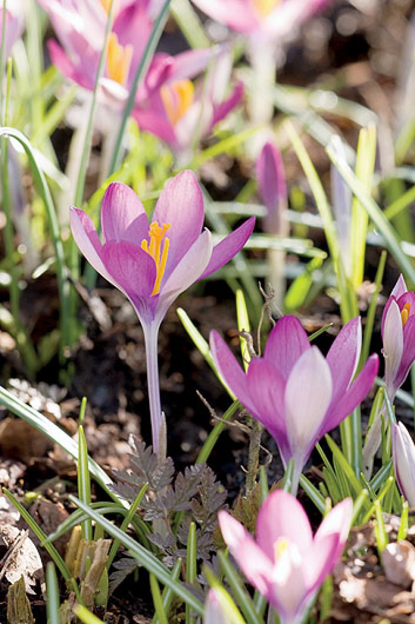 Największą słabością właścicieli ogrodu są przebiśniegi. Dlatego najlepiej odwiedzić ich wiosną.