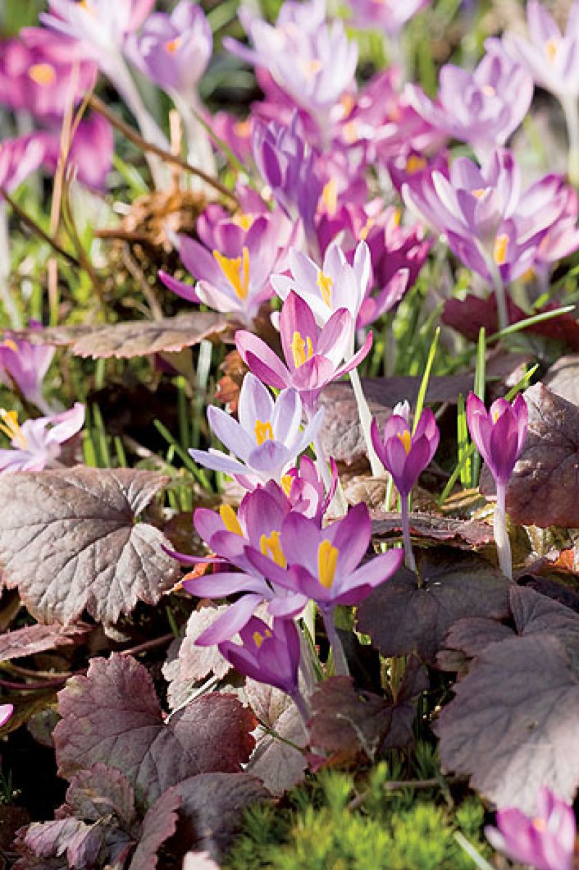 Największą słabością właścicieli ogrodu są przebiśniegi. Dlatego najlepiej odwiedzić ich wiosną.