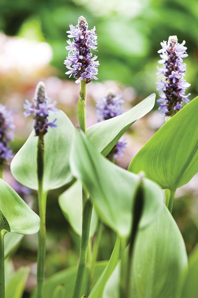 Ogród w Holandii: trochę w cieniu, trochę w słońcu