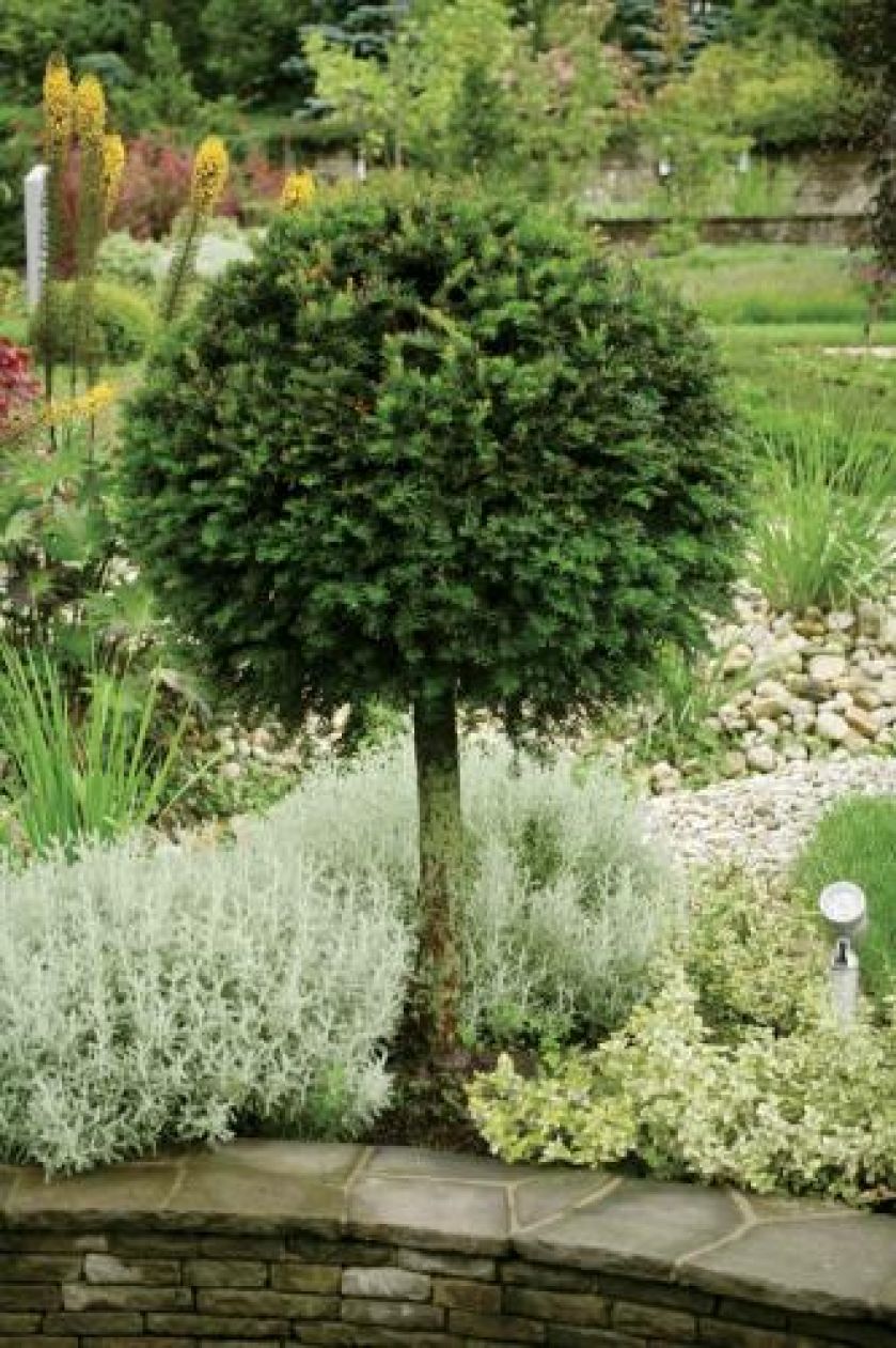 Odpowiedni dobór roślin wprowadził do ogrodu ciekawą kolorystykę.