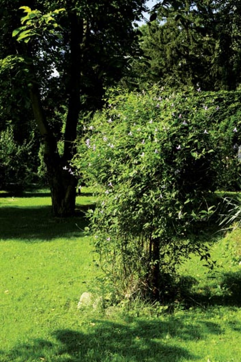 Ogród na leśnej polanie. Ogród na leśnej polanie