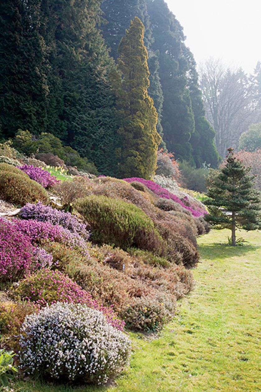 Ogród Sherwood oprócz magnolii i azalii słynie też z imponującej kolekcji wrzosów.
