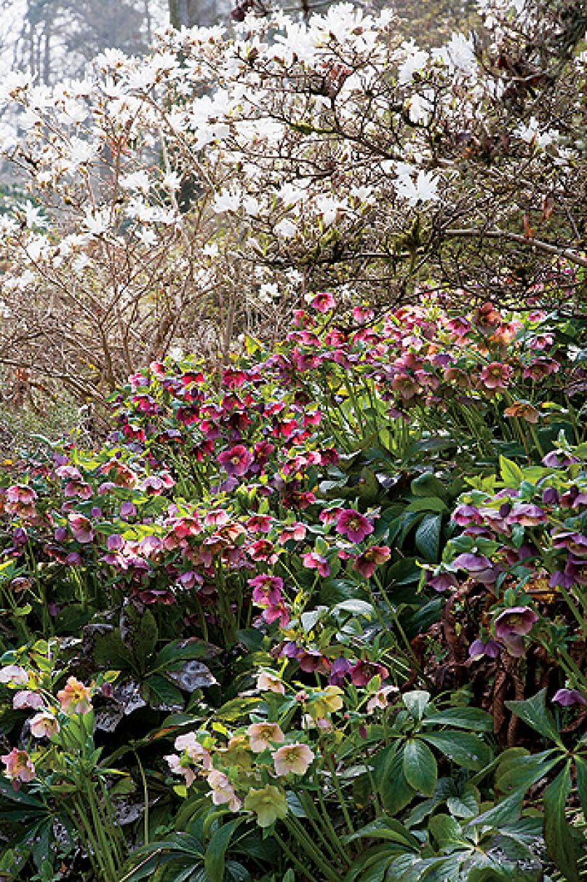 Ogród w Sherwood. Magnoliami wiosna się zaczyna