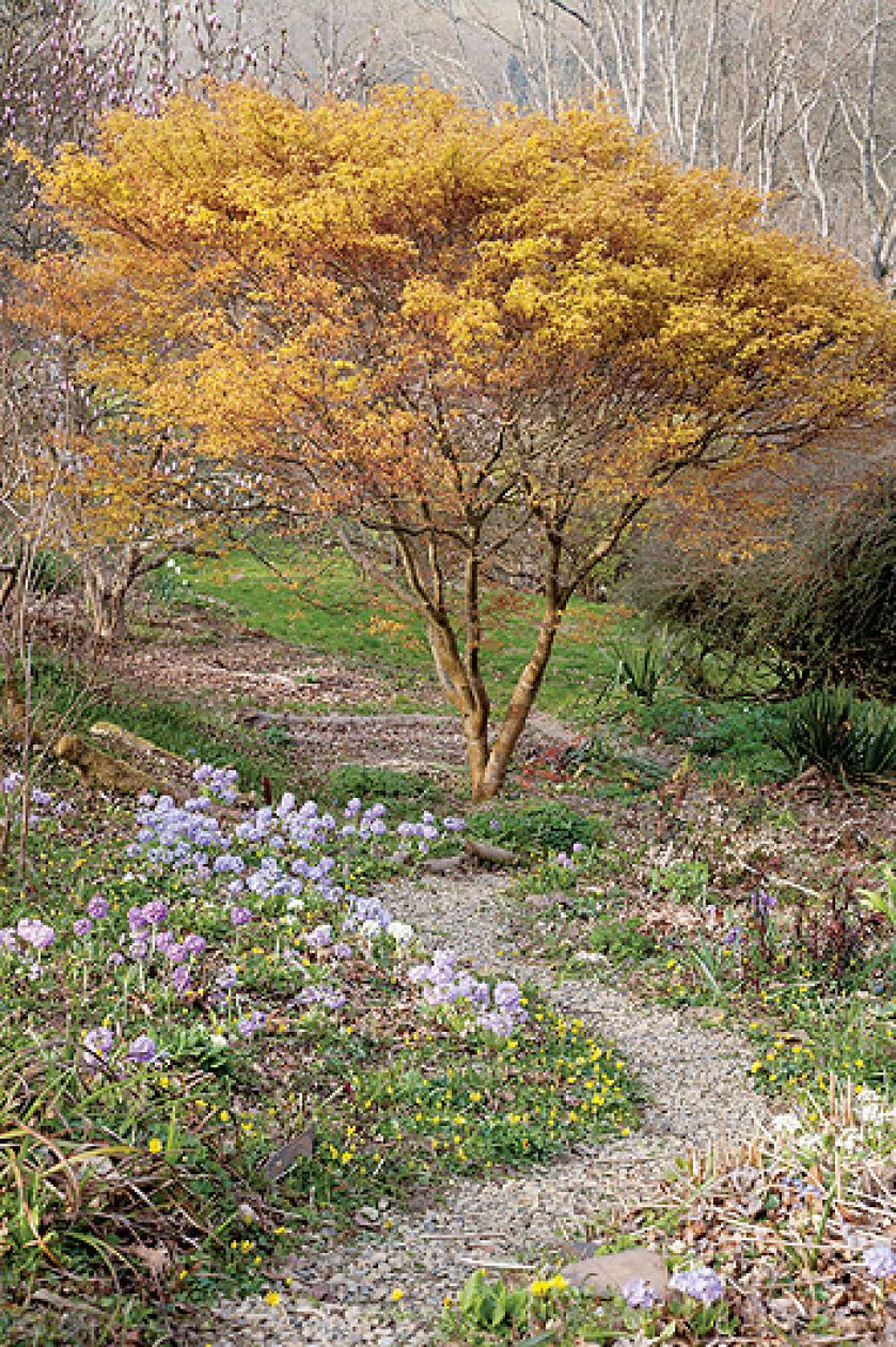 Ogród w Sherwood. Magnoliami wiosna się zaczyna