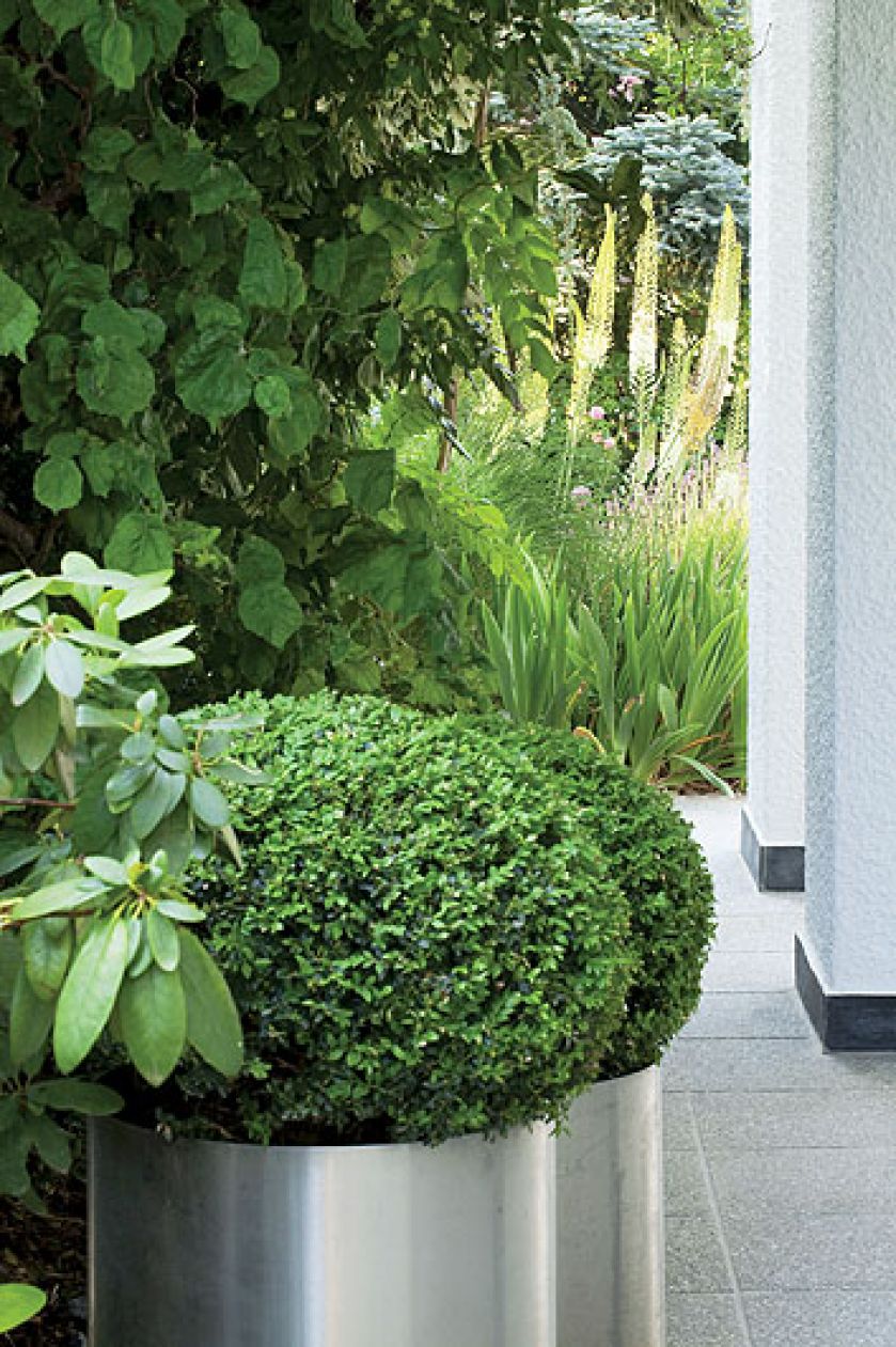 Ogród zaczyna się po miejsku: murawa, ścieżki wysypane żwirem lub wyłożone otoczakami, przycięte w kule