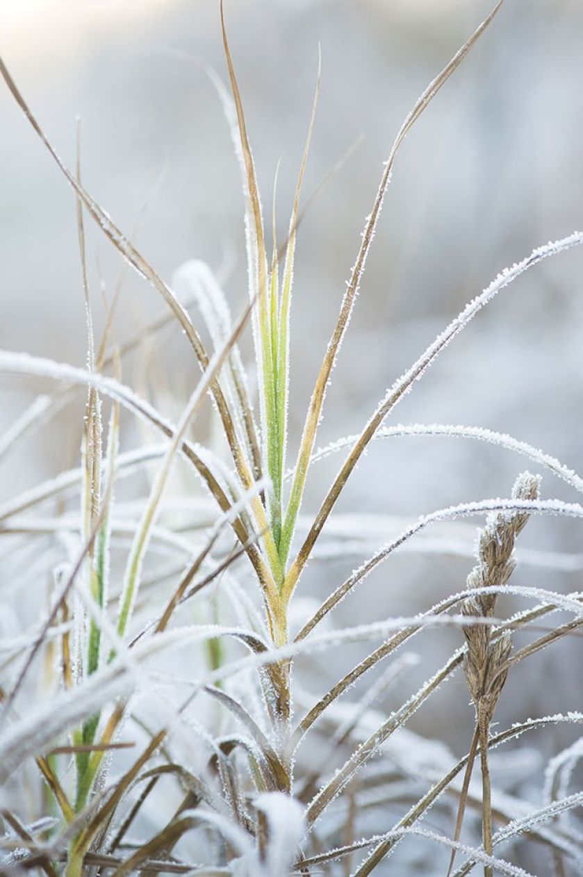 Zima w ogrodzie: Wisley pod Londynem