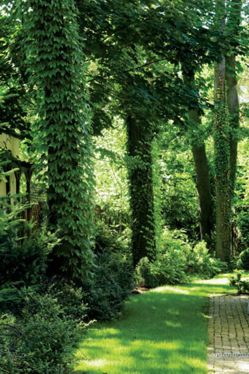 Oplecione bluszczem pnie sosen sprawiają, że czujemy się tu jak w zaczarowanym ogrodzie.