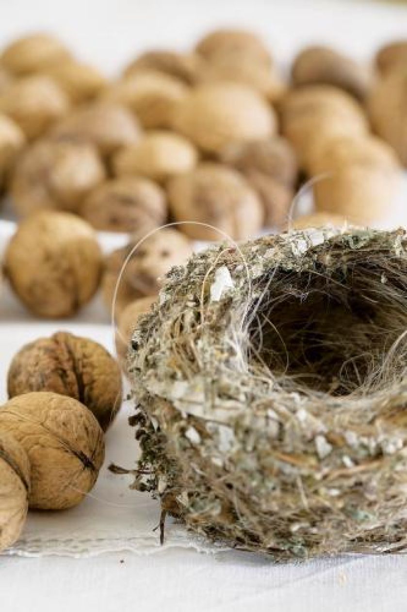 Orzechy włoskie. U scenografki i fotografa