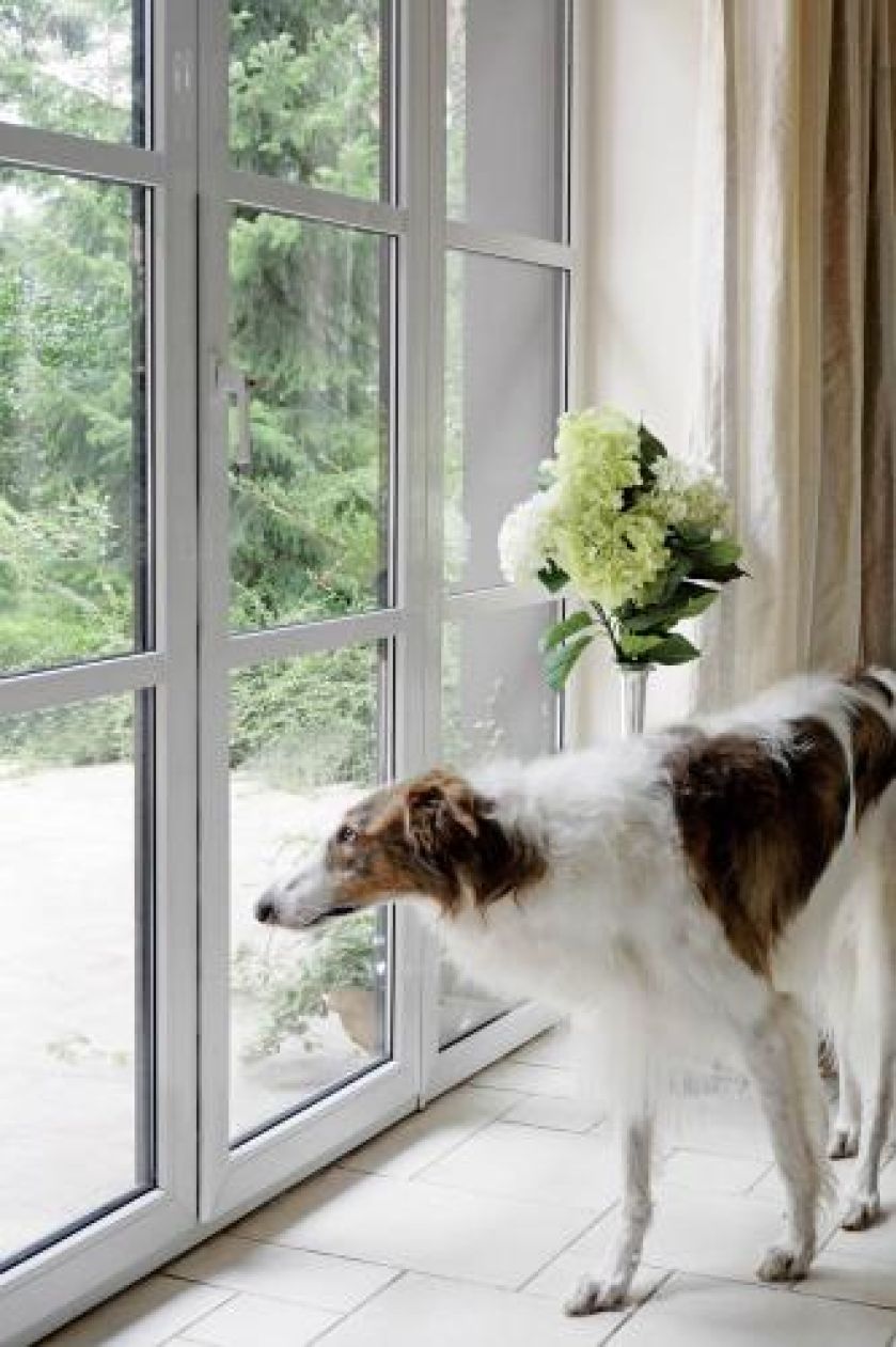 Pies właścicieli najbardziej lubi ogród.