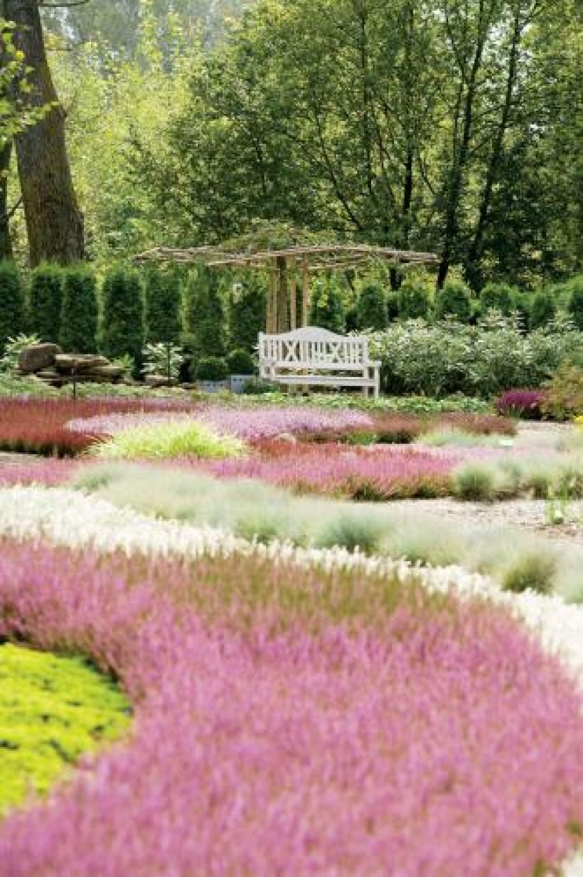 Pod zwisającą koroną wiązu odmiany ʹCamperdowniiʹ powstała niespotykana altana.